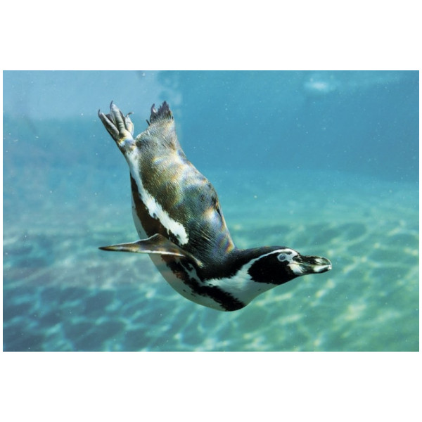 Шторка для ванны текстильная Melodia 180х200 см Пингвин в море (MZ-135) Шторка для ванны текстильная Melodia 180х200 см Пингвин в море (MZ-135)